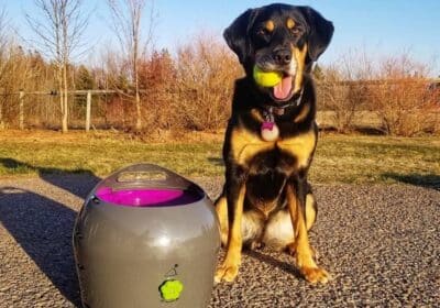 win automatic ball launcher dog