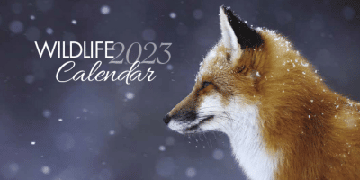 Free Wildlife Calendar